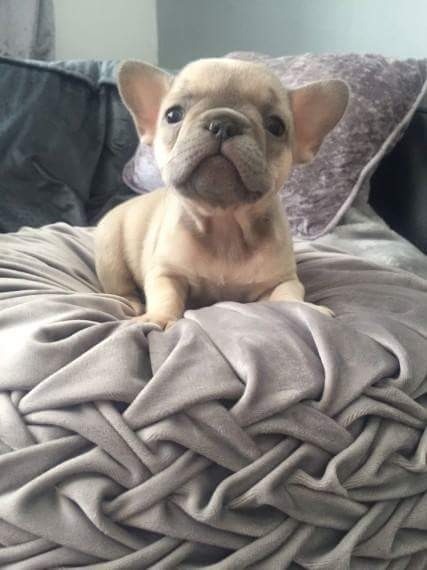 French Bulldog For Adoption