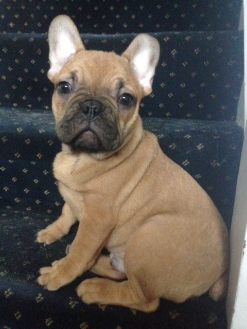 stunning cute 4 months old French bull dog 