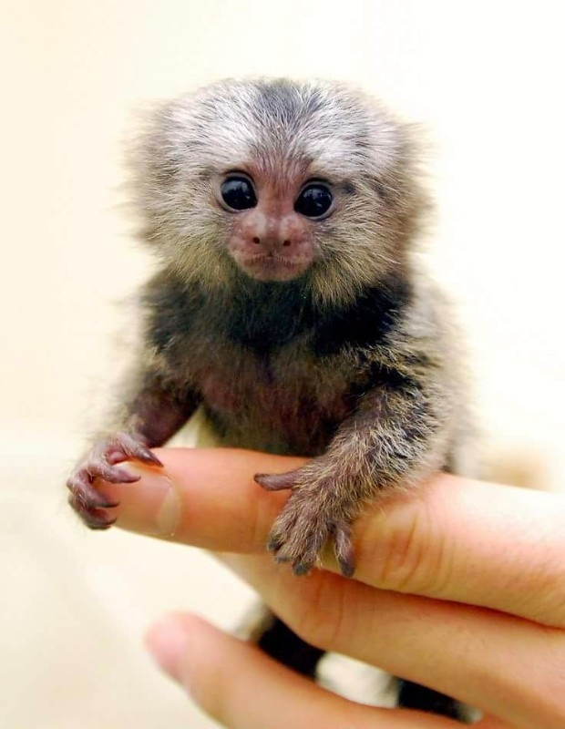 Young finger marmoset monkey&#039;s available. 