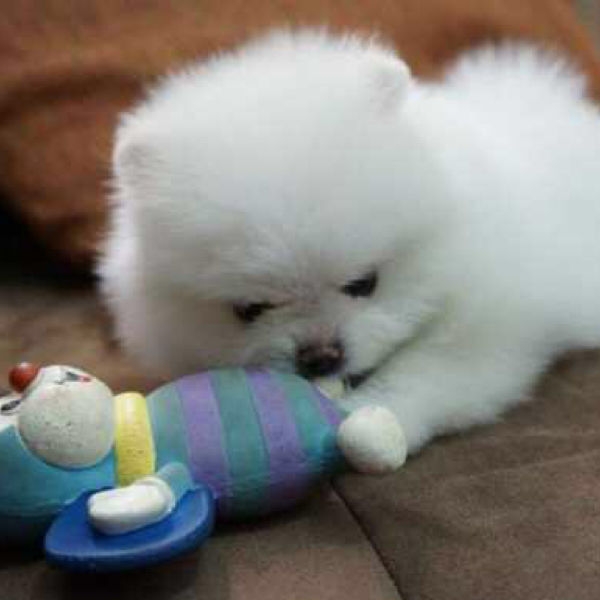 Adorable white pomeranian puppy for free adoption 