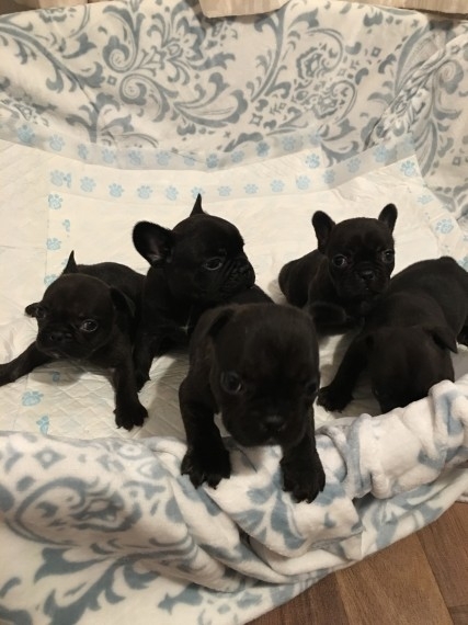 French Bulldogs puppies for sale 