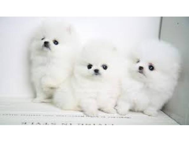 Purebred Pomeranian Puppies available